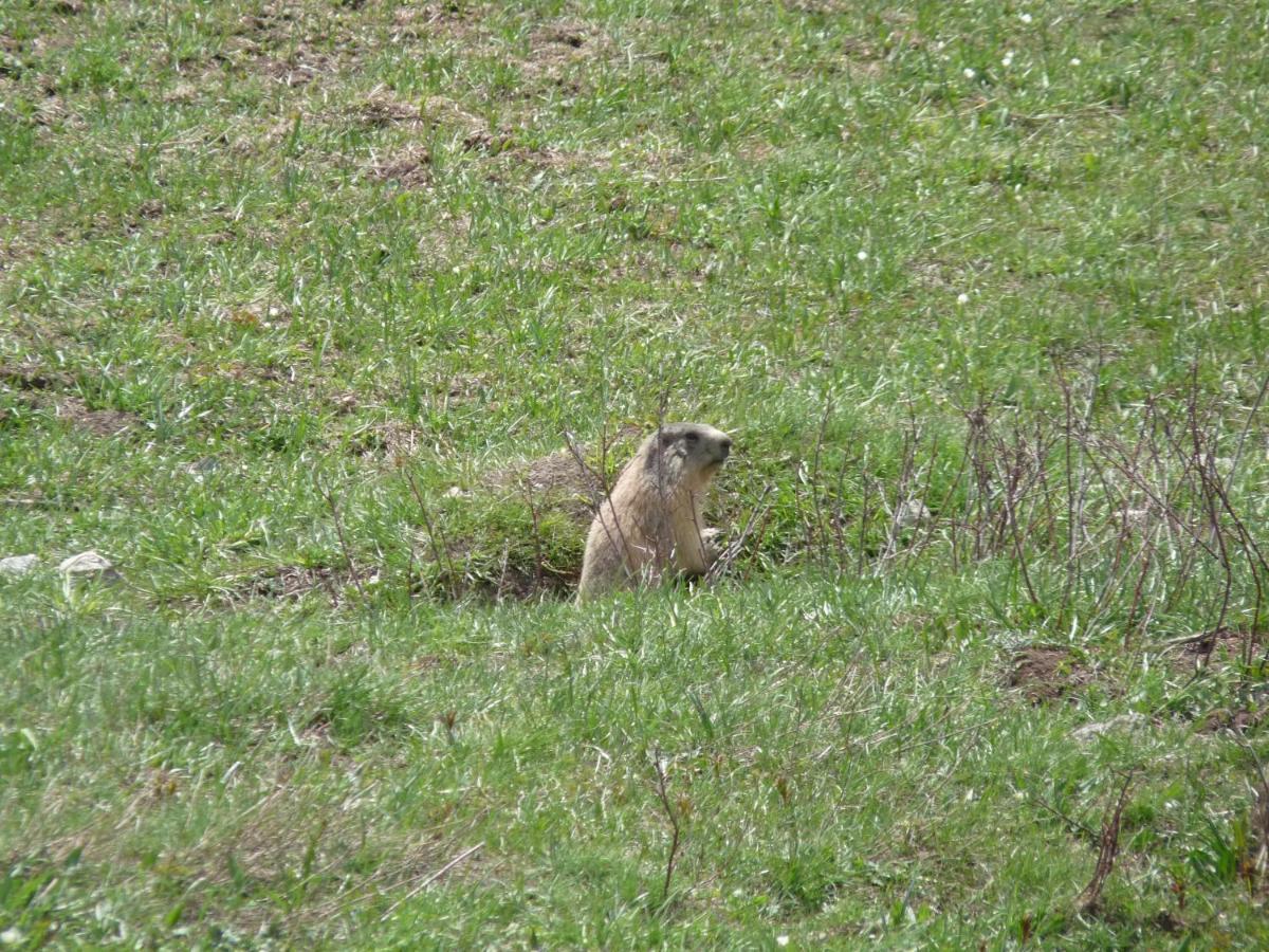 Les Marmottes D Estenc Bagian luar foto